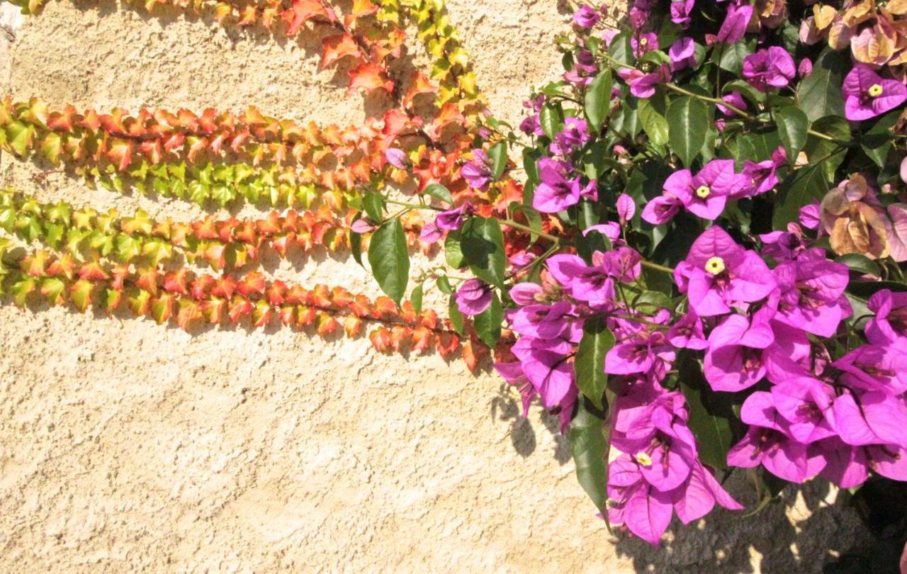 Agriturismo Corte Patrizia คาปริโน เวโรเนเซ ภายนอก รูปภาพ